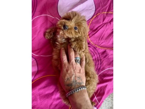 Mini boy maltipoo erkek yavrularımız