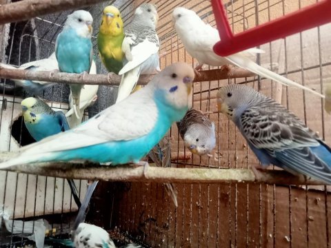 Yavru + yetişkin muhabbet kuşları isteyene toptan
