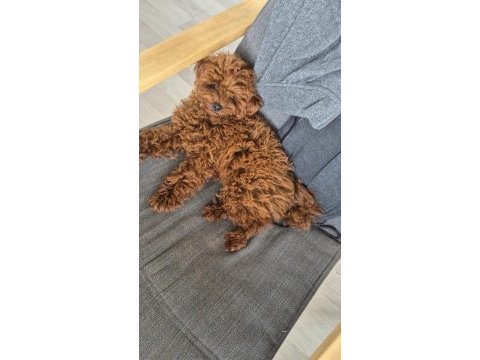 Safkan orjinal poodle