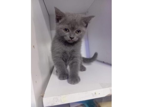 British shorthair yavrular yeni yuvasını arıyor