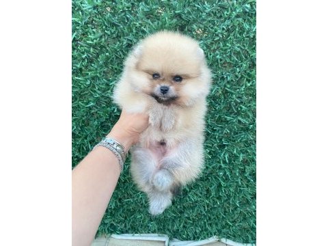 Erkek orange pomeranian boo
