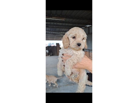 Maltipoo yavrularımız yeni yuvalarına hazır