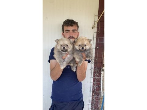 A kalite pomeranian yavrular