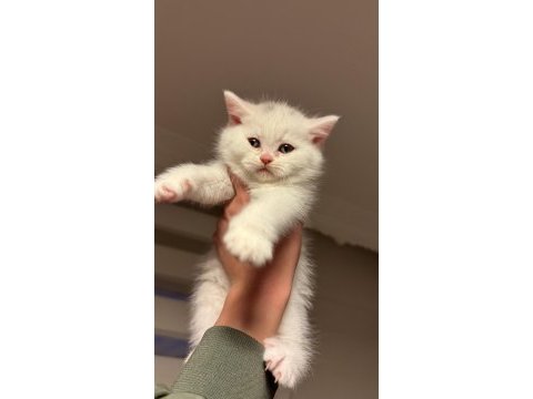 Son 2 erkek kardeş kedimiz kaldı