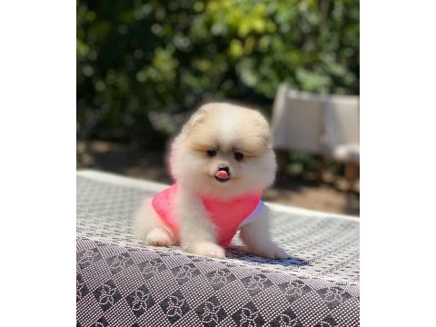 Pomeranian boo safkan ayı surat bebeklerim