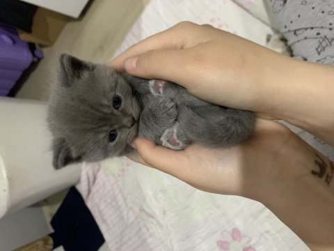 British shorthair 1 aylık