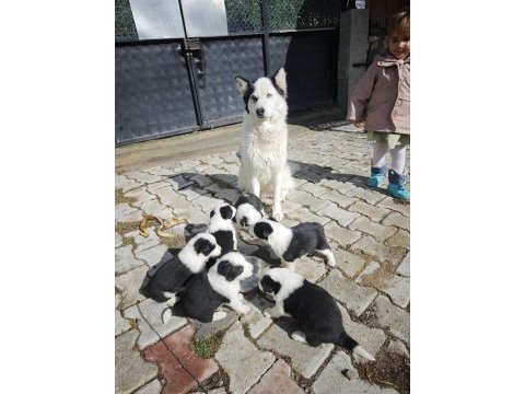 Mavi gözlü border collie yavrular
