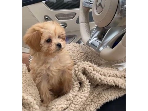 Teacup maltipoo