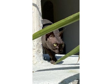 6.5 aylık sfenks erkek