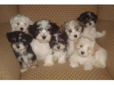 Morkie yavrular teslime hazır