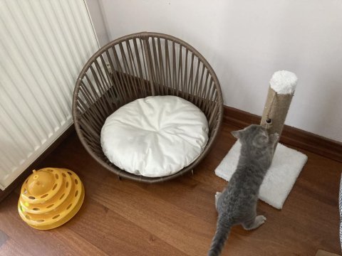 3 buçuk aylık british shorthair yavru