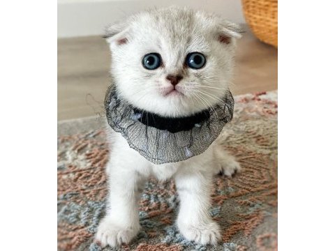 Scottish fold dişi ve erkek bebekler