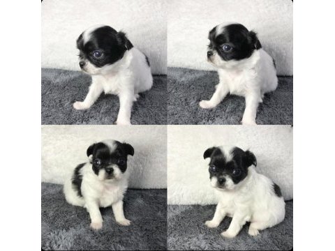 Harika chihuahua bebekler