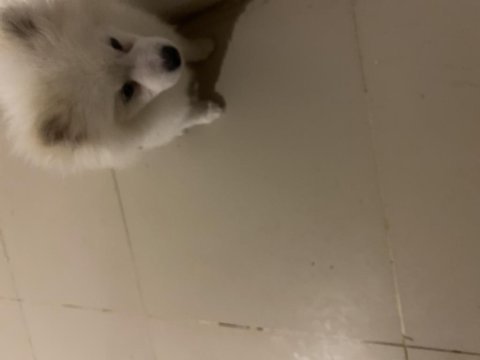 Pomeranian boo köpeği