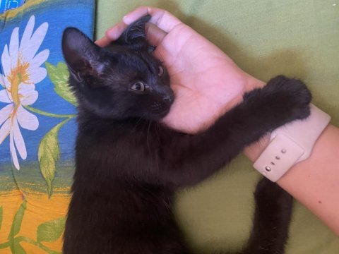 Kedimiz gölge yuvasını arıyor