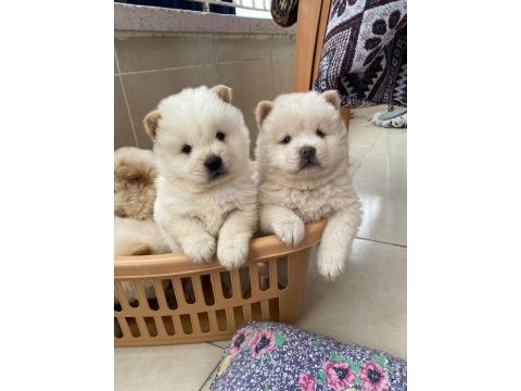 İki aylık chow chow yavrularımız teslime hazır