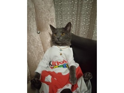 British shorthair kedimize acil yuva