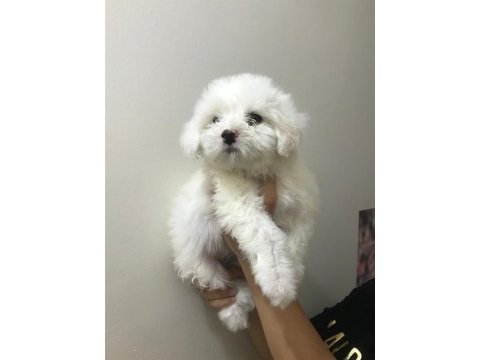 Maltese terrier bebekler