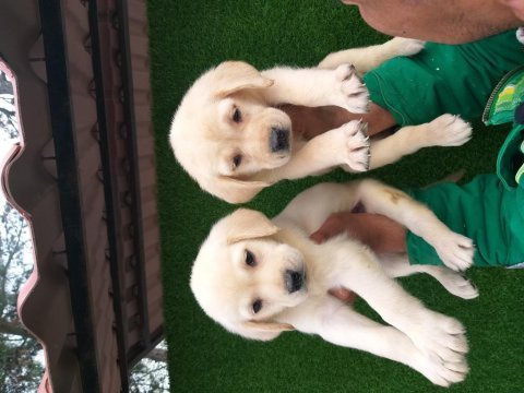 Şampanya ve çikolata renk labrador yavrular ruhsatlı çiftlik