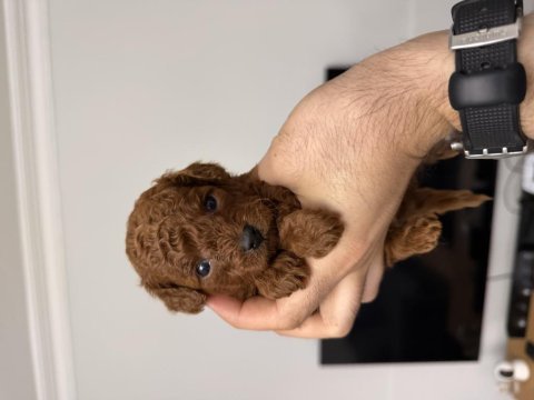 Anne altından red brown toy poodle