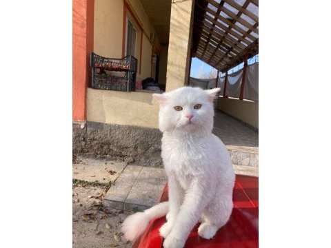 11 aylık melez oğluma yuva arıyorum (chinchilla melez)
