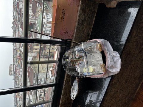 2 tane 1 yaşında biri dişi biri erkek muhabbet kuşu