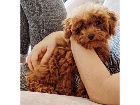 Poodle tatlı bıdık aresim