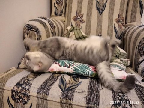 British shorthair 1 yaşında dişi kedimiz