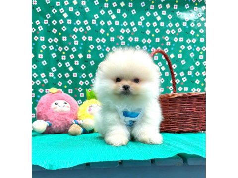 Pomeranian yavrular