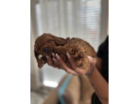 Acil sahiplendirme poodle köpeğimiz