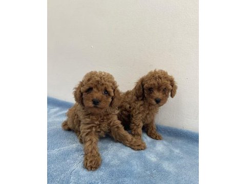 Saf ırk zarafeti poodle
