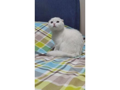 2 aylık dişi scottish fold lekesiz