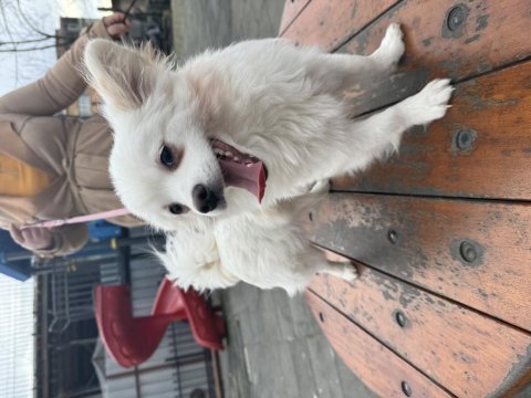 Pomeranian spitz ücretsiz yavruları