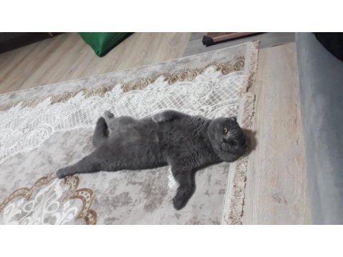 %100 saf kan scottish fold