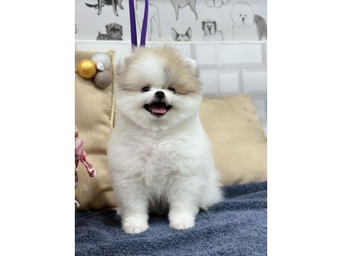 2 aylık dişi-erkek pomeranian boo yavrularımız
