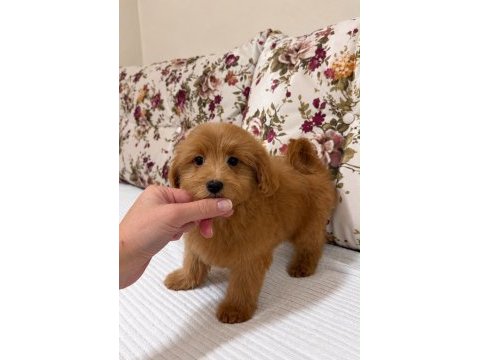 Red maltipoo biblo kızımız