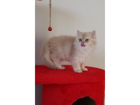 Krem rengi dişi yavru british shorthair