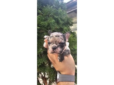 45 günlük 2 erkek ve 3 dişi french bulldog