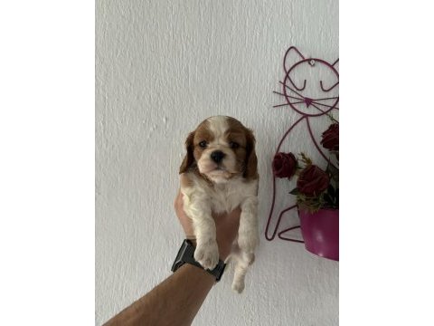 Cavalier king charles bebeklerimiz