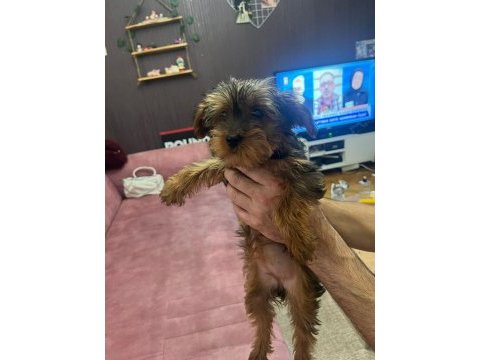 2.5 aylık toy poodle dişi