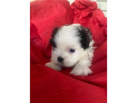 3 bebek köpeğimize yuva arıyoruz
