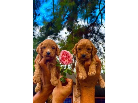 Maltipoo yavruları