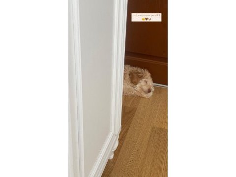 3 aylık oyuncu maltipoo