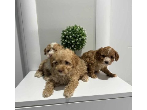 Sevimli maltipoo tüyler