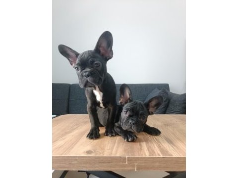 A+ kalite french bulldog yavrularımız