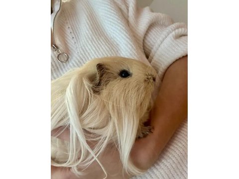 1,5 yaşında 2 tatli ginepig oglumuza omurluk yuva ariyoruz