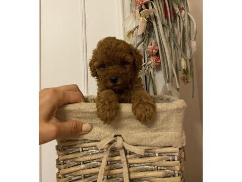 Oyuncu toy poodle bebekler