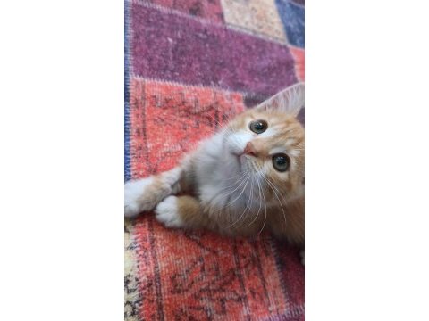 Sarman kedisi