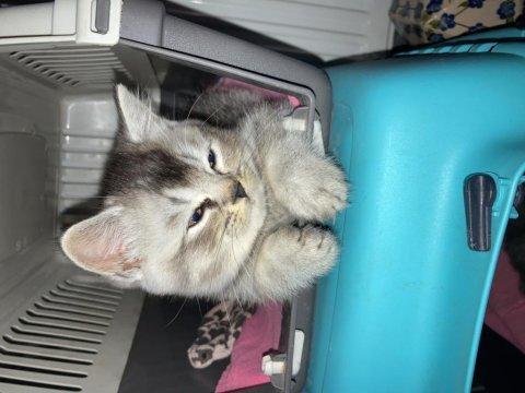 British silver shorthair ve british tabby black golden