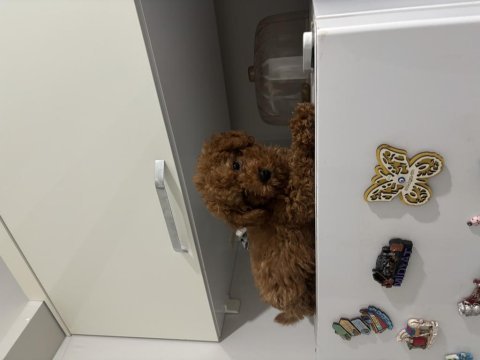 Toy poodle köpeği